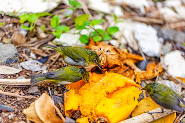 小笠原諸島・母島　メジロ
