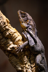 lizard face