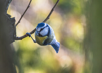 sikora modraszka zwyczajna (Cyanistes caeruleus) na gałęzi © Henryk Niestrój