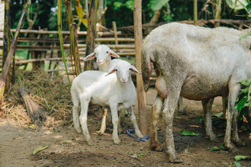 Fototapeta premium Cute white small lamb looking at the camera with natural background. Eid Al Adha concept.
