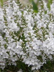 Zbliżenie na białe kwiaty z gatunku veronica prostrata © Kumulugma