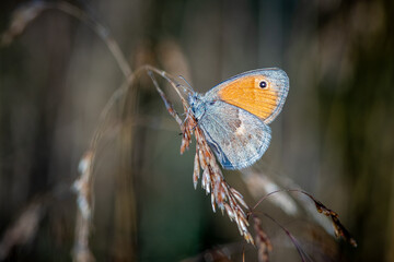 Strzępotek ruczajnik (Coenonympha pamphilus) nieduży motyl z pomarańczowym skrzydlem z kropką © Henryk Niestrój
