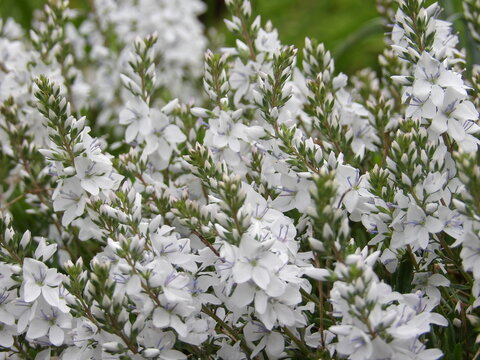Zbliżenie na białe kwiaty z gatunku veronica prostrata