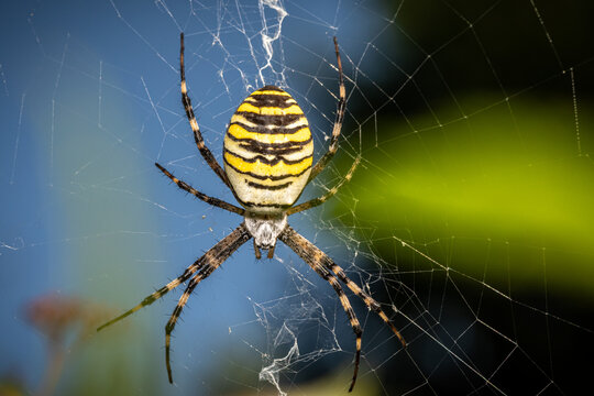 tygrzyk paskowany (Argiope bruennichi) samica w zbliżeniu na sieci
