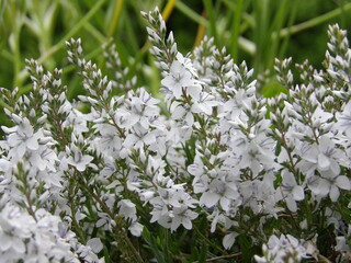 Zbliżenie na białe kwiaty z gatunku veronica prostrata © Kumulugma