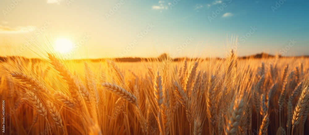 Poster a close-up view of a wheat field during sunset with a beautiful sky providing copy space image.