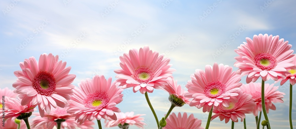Poster in the garden, pink gerbera daisies are in bloom, creating a colorful scene with a copy space image.