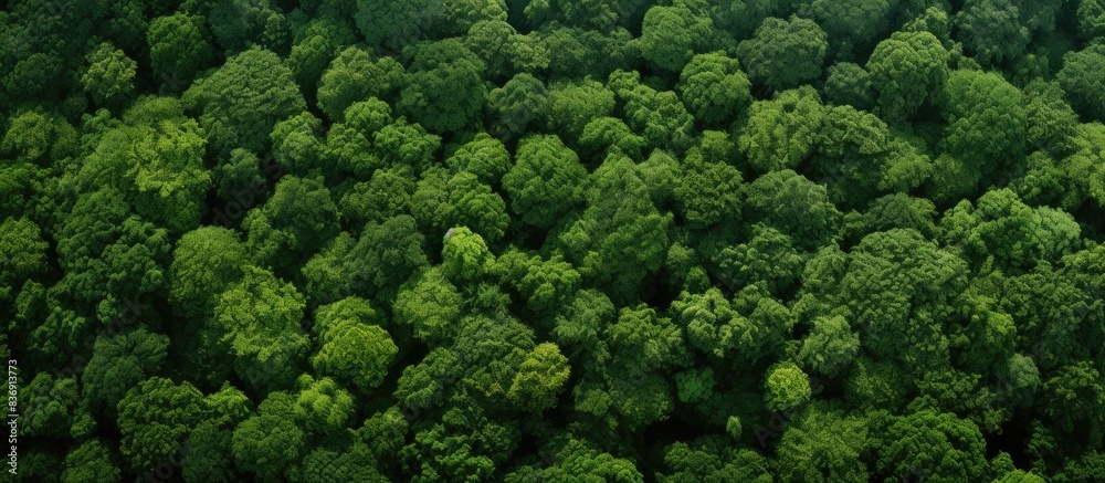 Poster Canopy of trees creating an aerial forest view with copy space image available below.