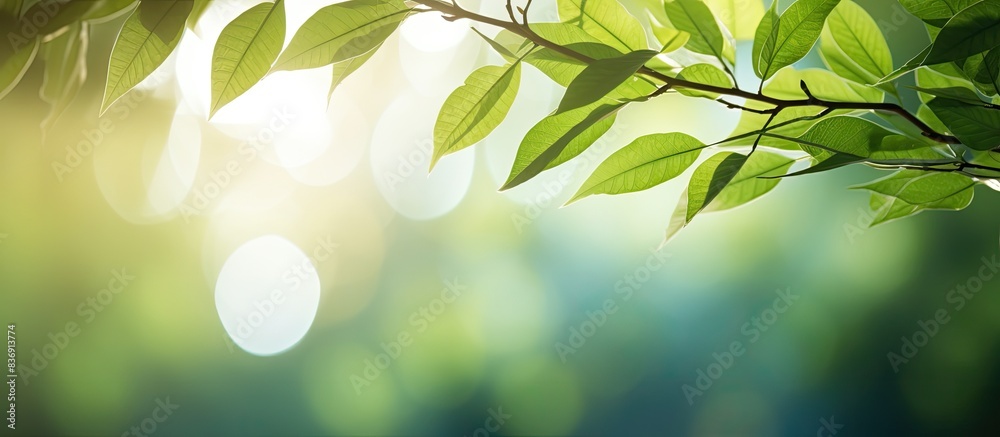 Poster Sunlight illuminates leaves in the forest, creating a picturesque natural setting with a copy space image.