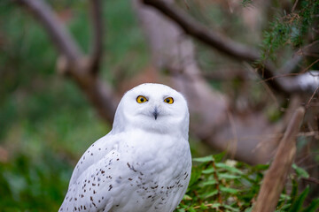 Fototapeta premium snow white arctic owl 