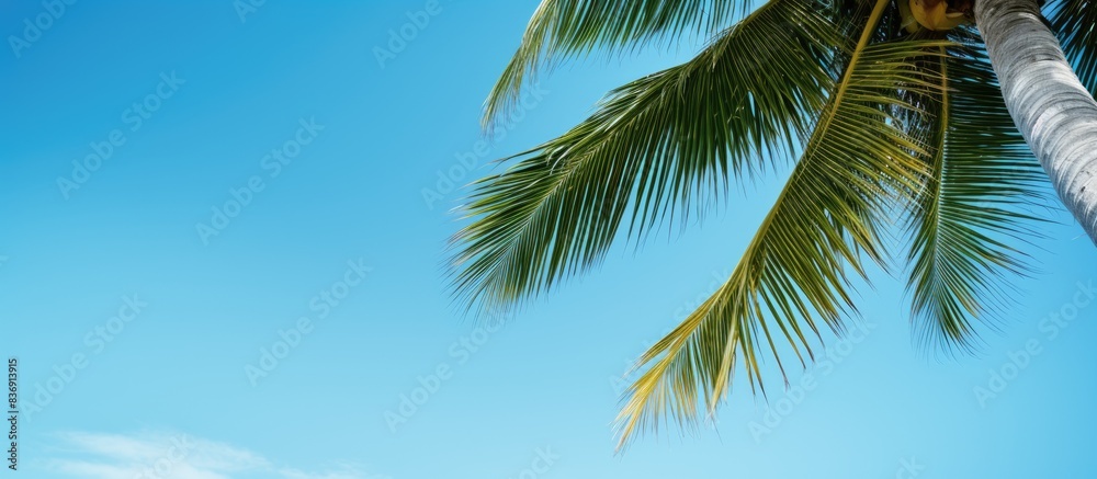 Poster coconut palm tree set against a backdrop of a clear blue sky with copy space image.