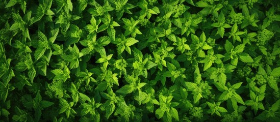 Photograph of a nettle field captured from above with plenty of visible copy space image.