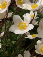 Zbliżenie na białe kwiaty zawilca © Kumulugma