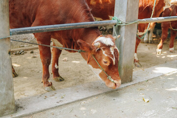 Portrait of a Brown and White cattle cow in a ranch field looking down to the ground. Eid Al Adha concept.
