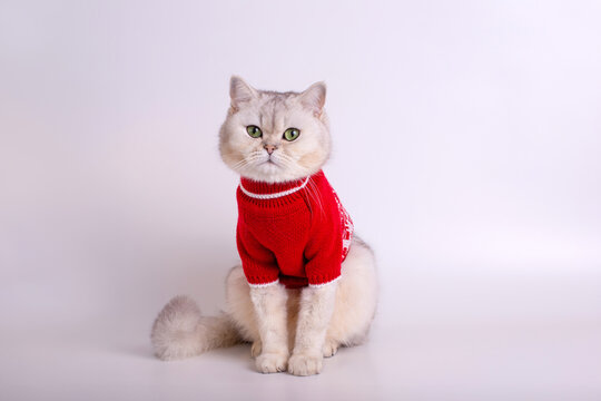 Charming white cat in a red sweater, sitting on a white background