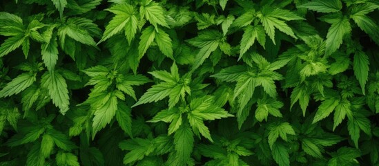 Photograph of a nettle field captured from above with plenty of visible copy space image.