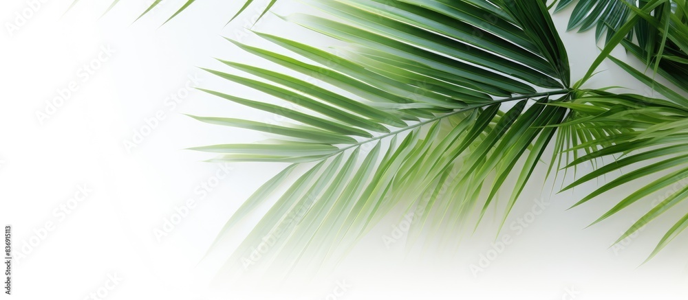 Poster Palm leaves in green hues set against a backdrop of white, with empty space for inserting an image.