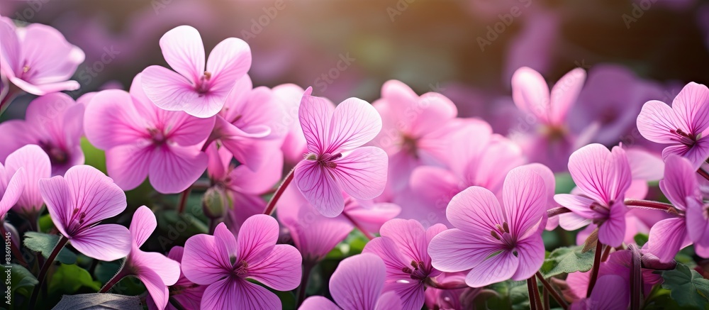 Poster a detailed image of a pink oxalis in a garden with copy space image.