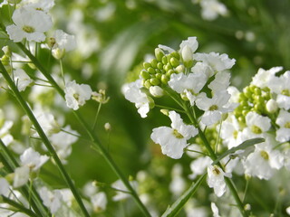 Zbliżenie na białe kwiaty chrzanu © Kumulugma