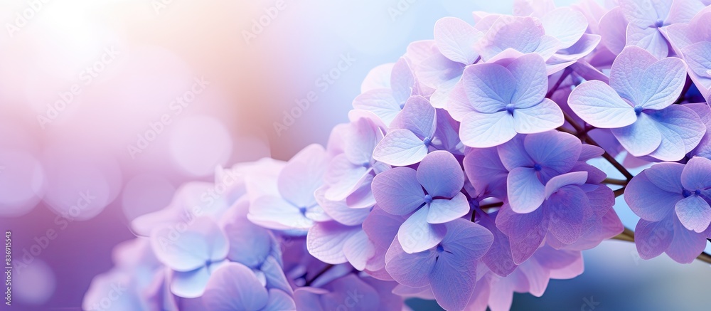 Poster close-up view of light purple hydrangea flowers with ample copy space image.