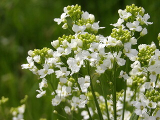 Zbliżenie na białe kwiaty chrzanu © Kumulugma