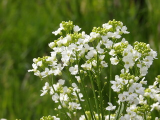 Zbliżenie na białe kwiaty chrzanu © Kumulugma