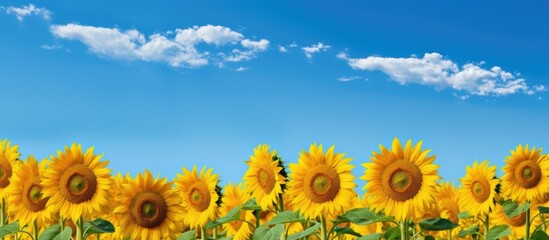 Fototapeta premium Nature outdoors: Field of sunflowers against a blue sky, perfect for a copy space image.