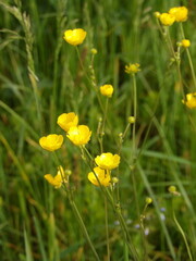 Zbliżenie na żółte kwiaty dzikiego jaskra