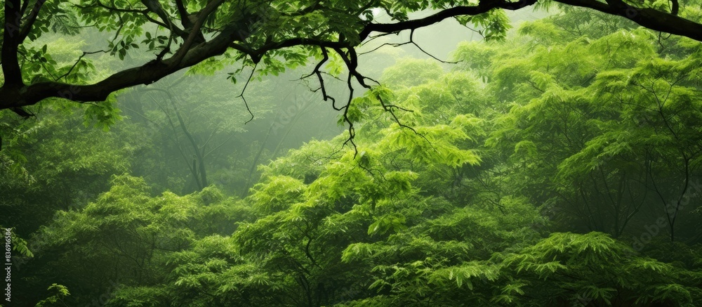 Poster a contemporary and exquisite photograph showcasing lush green tree branches in a forest setting, wit