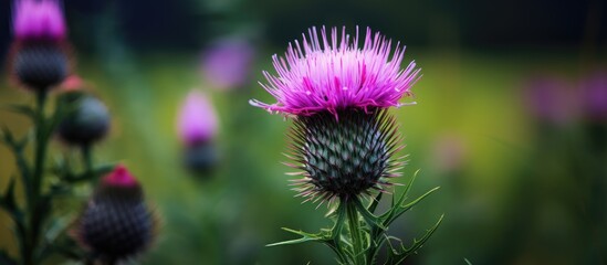 View a milk thistle blooming near buds with a detailed shot showcasing copy space image.