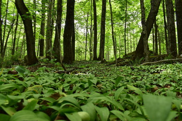 A deciduous forest in summer, Sainte-Apolline, Québec, Canada