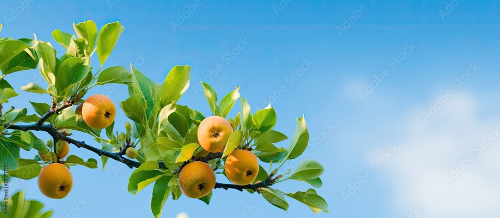 Poster an apple quince branch looks picturesque against a backdrop of a green garden and a blue sky, creati