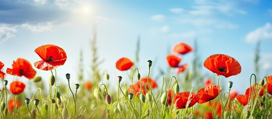 Fototapeta premium Spring meadow featuring stunning bright red poppy flowers with copy space image for text integration.
