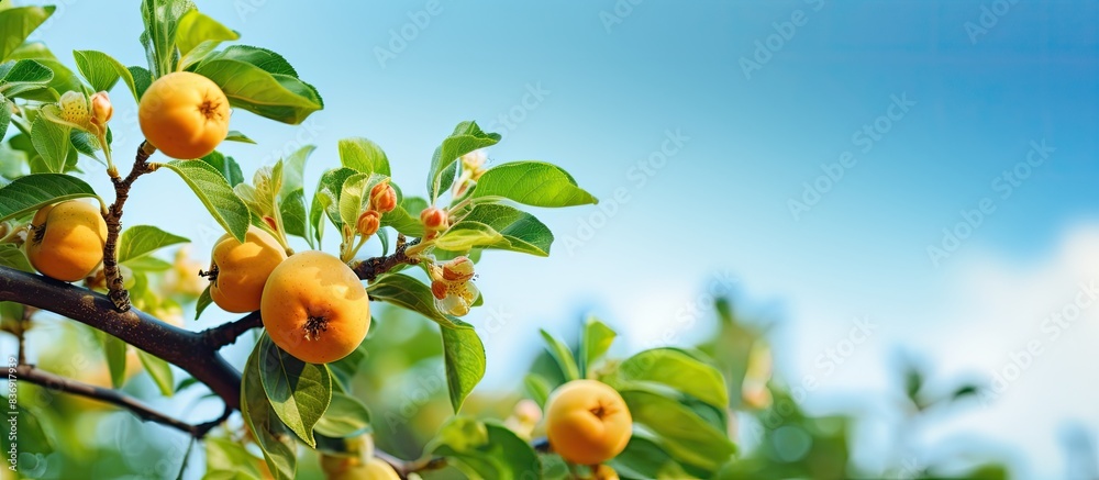 Poster an apple quince branch looks picturesque against a backdrop of a green garden and a blue sky, creati