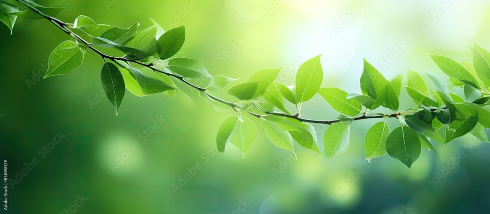 Poster Blurry green leaves create a spring-themed abstract background with bokeh effect, perfect for a copy space image.