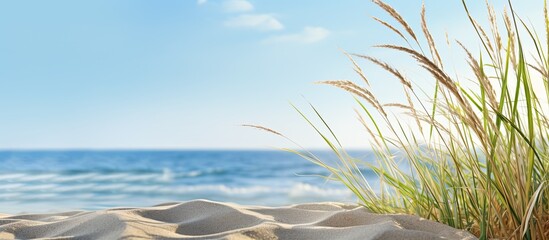 In the morning, there is a sandy beach scene with seagrass, perfect for a copy space image.