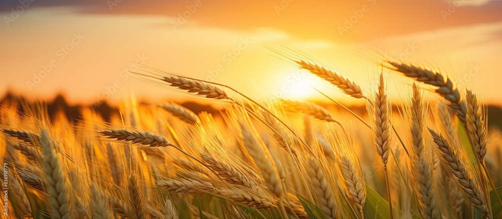Poster summer day sunset over a field with cereal growing in the background, perfect for a copy space image