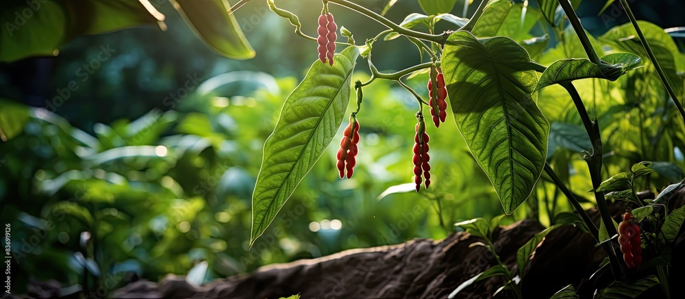 Poster Long bean plant growing with vibrant colors in a lush garden setting in West Java, with ample copy space image.
