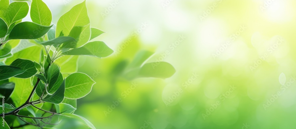 Poster closeup of vibrant green foliage with a blurred bokeh background, featuring copy space image.