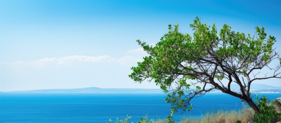 High quality photo of a bush with a scenic view of blue sea and sky in the background, featuring ample copy space image.