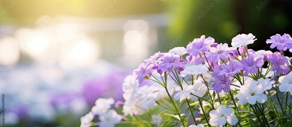 Leinwandbilder close-up of beautiful white and violet flowers with a green stem in a summer setting, with space for