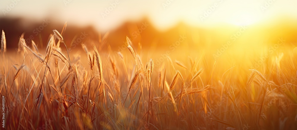 Poster fall sunset over a grassy field with soft focus and blurred background, ideal for copy space image.