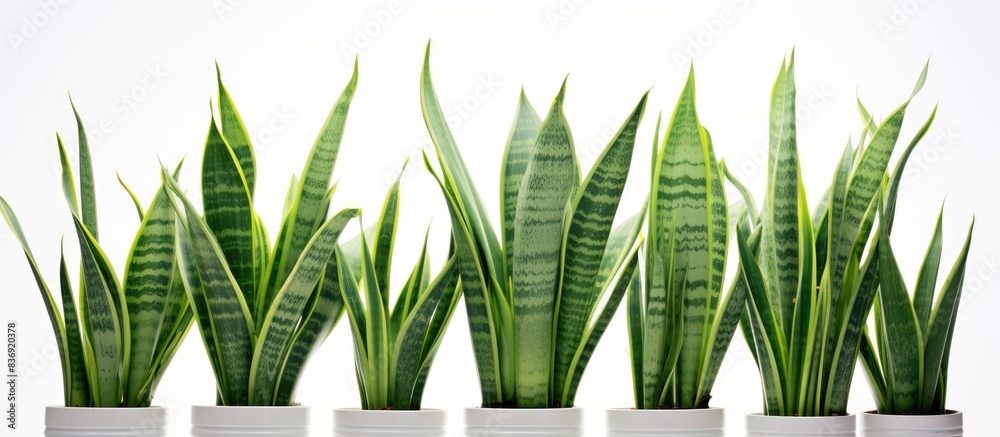 Fototapete sansevieria rifasciata displayed on a white backdrop with copy space image available.