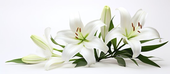 Obraz premium White background with copy space image showcasing a beautiful lily flower.