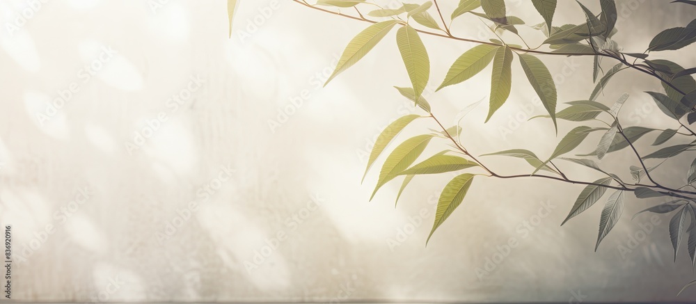 Aufkleber Blurred natural light filters through windows, casting leaf shadows on textured wall with abstract background suitable for product display and mockup with copy space image.