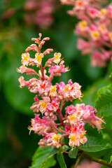 Red chestnut flowers on a tree in spring