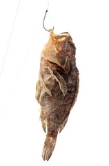 Dried fish on a fishing rod hook isolated on a white background