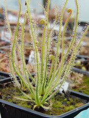 Zbliżenie na lepkie listki rośliny z gatunku drosera filiformis © Kumulugma