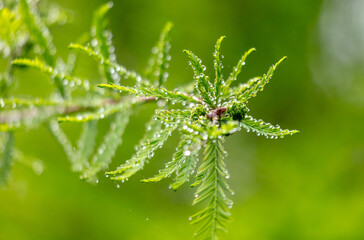Drops of water on green leaves in nature