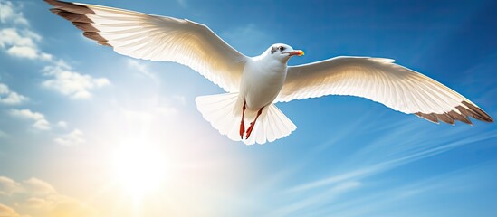 Fototapeta premium A seagull soaring in the sky on a sunny holiday with a scenic copy space image.